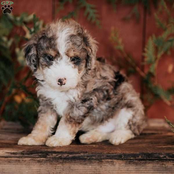 Theo, Mini Bernedoodle Puppy